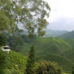 Cameron Highlands